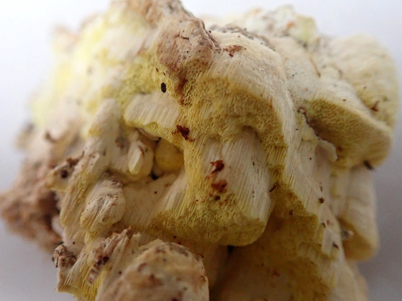 Photo © Mick Jones Amyloporia xantha by Mick Jones